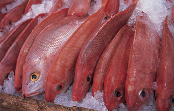 a group of irridesant fish wait on a bed of ice to be sold