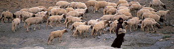 Sheep on the move with their herder